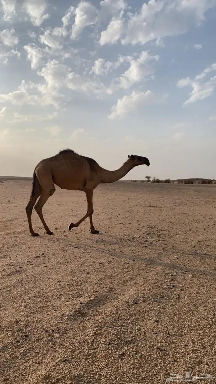 بكره حقه دبيانيه 1