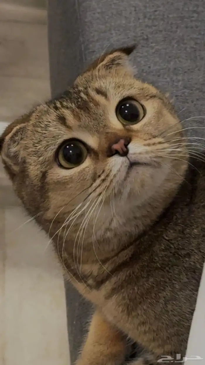 قطه سكوتش فولد طالبه تزاوج 2