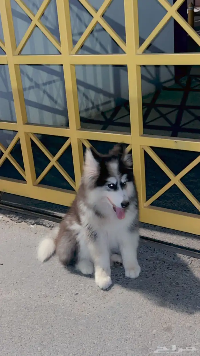 كلب هاسكي مالموت مطعم معا جواز سفر 4