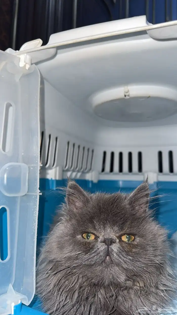 قطة كتن للتبني 2