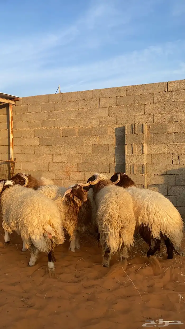 بهم نعيم جبر 3