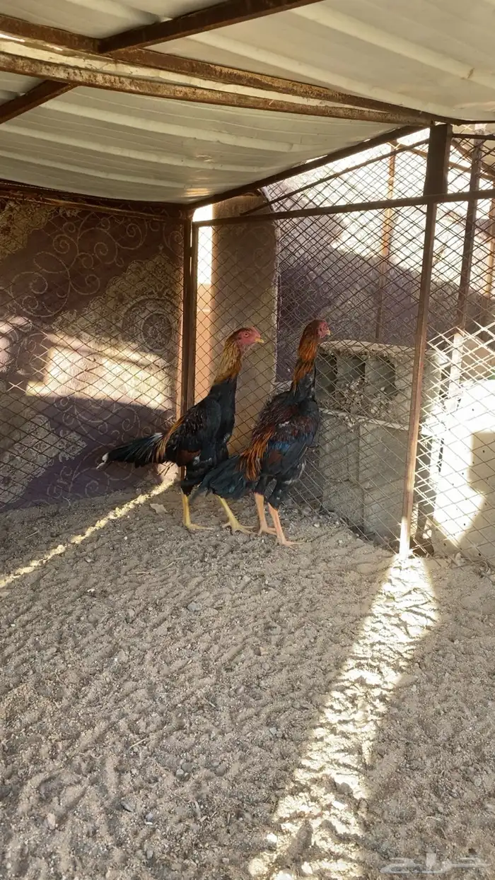 ديك شامو ياباني 1