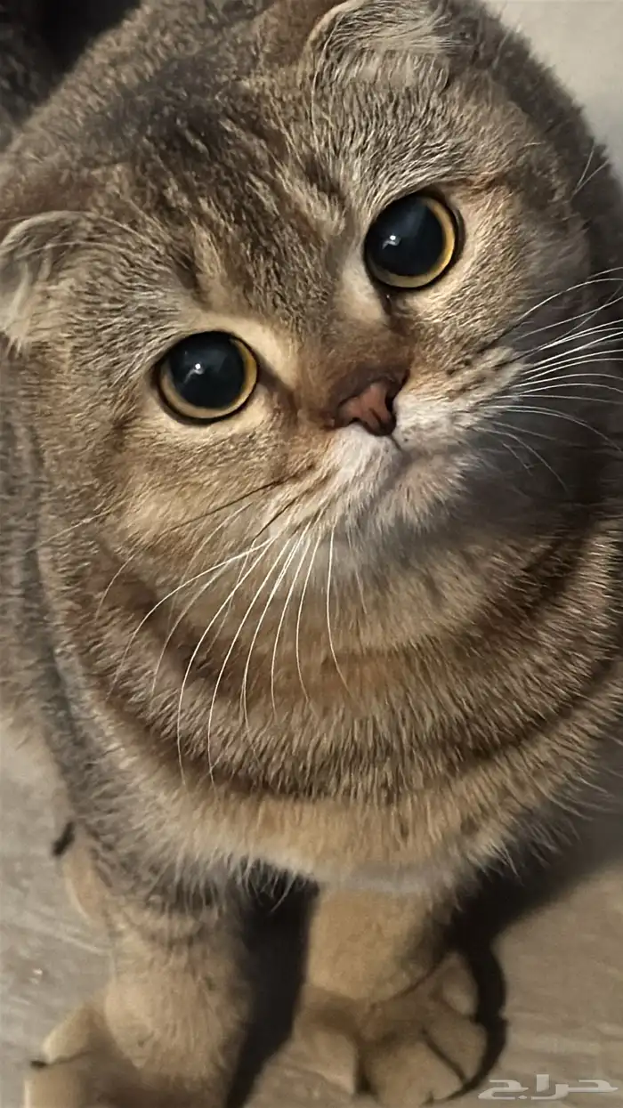 قطه سكوتش فولد طالبه تزاوج 3