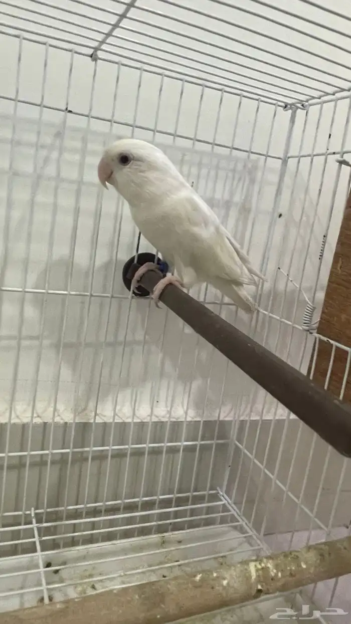 بادجي هوقو و روز البينو للبيع 4