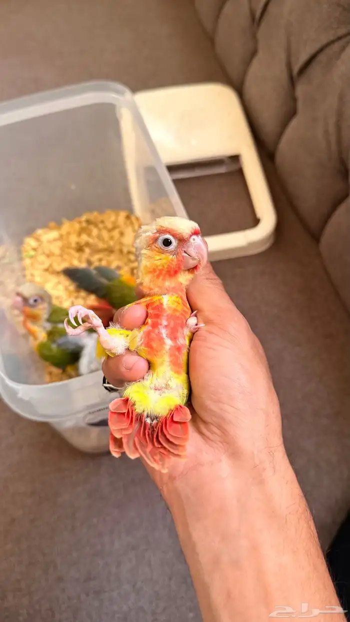 فروخ كنيور هدد داخلي الحق ماشاءالله 1