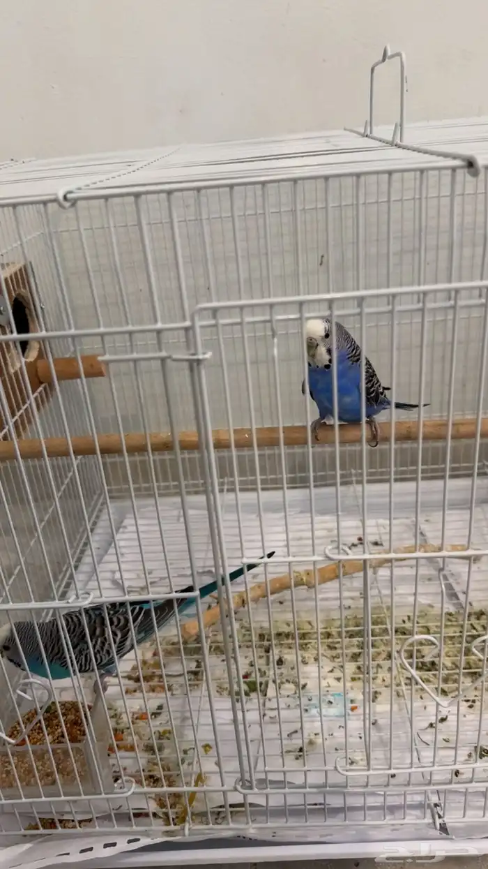 زوج بادجي منتج 0