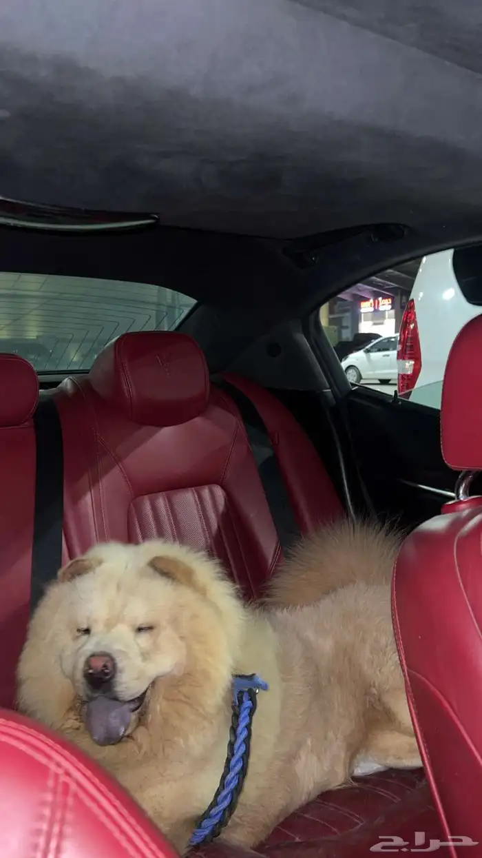 لأبي كلب Chow Chow 6