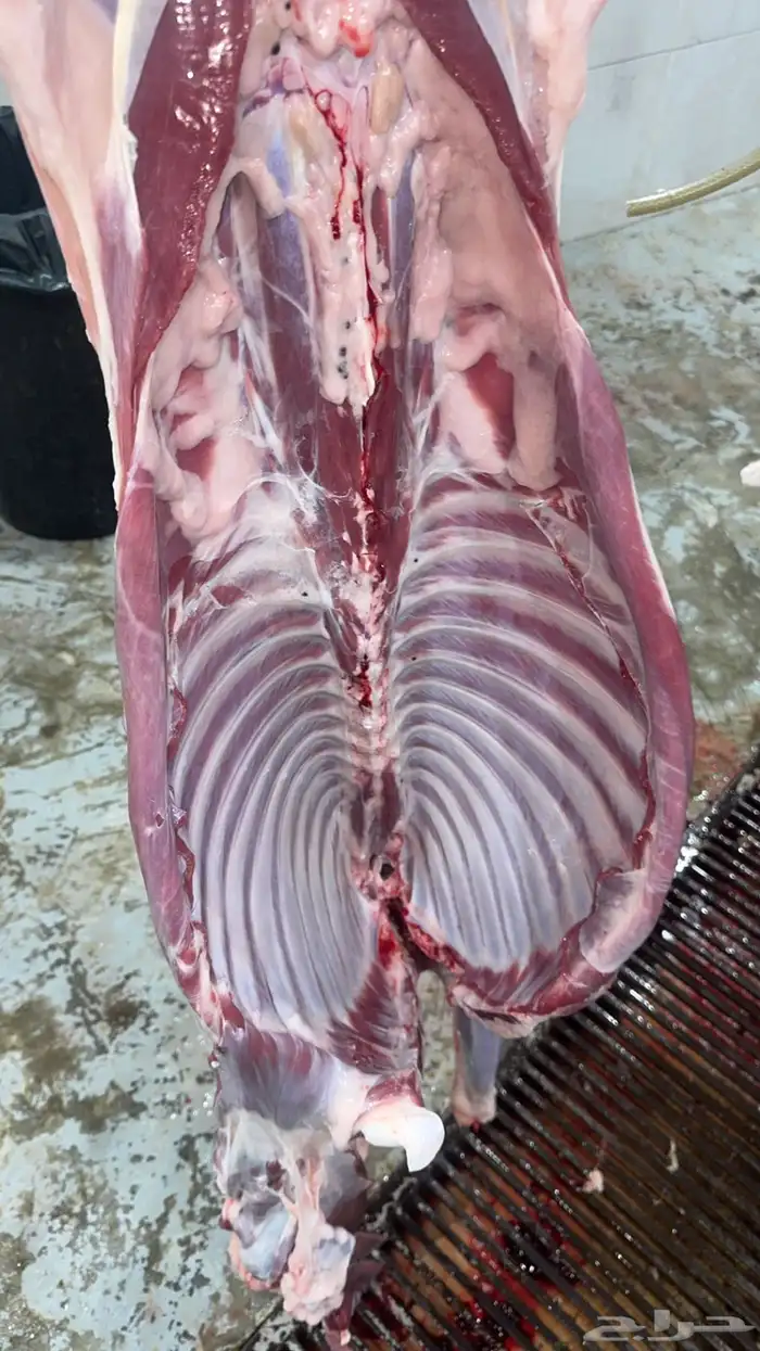 سواكنيات تربيه 5 اشهر شامل ذبح وتوصيل 0