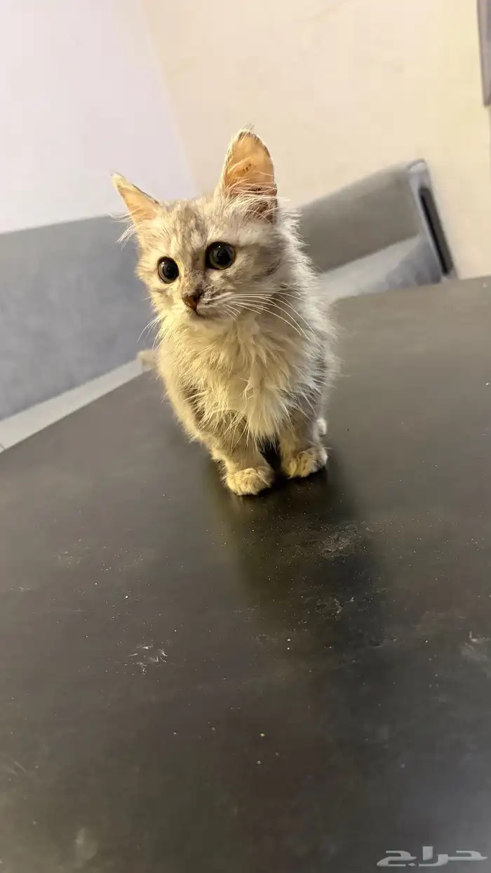 بستين انثى شيرازي اخوات 1