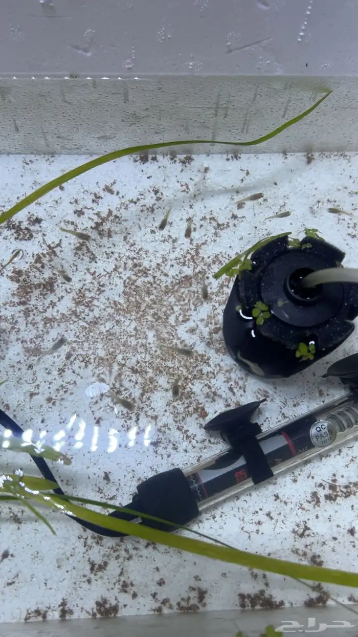 أفراخ سمك جوبي 0