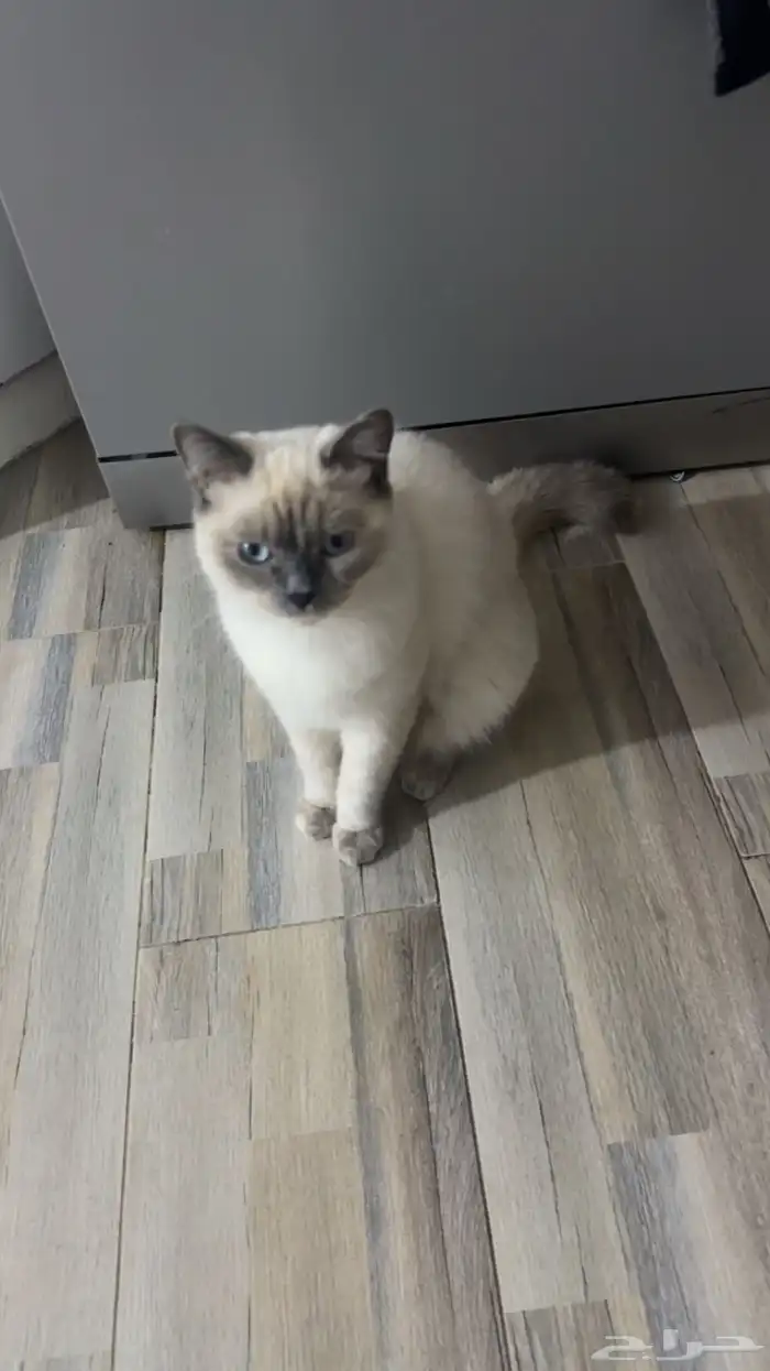 قطة قطوة بسة 0