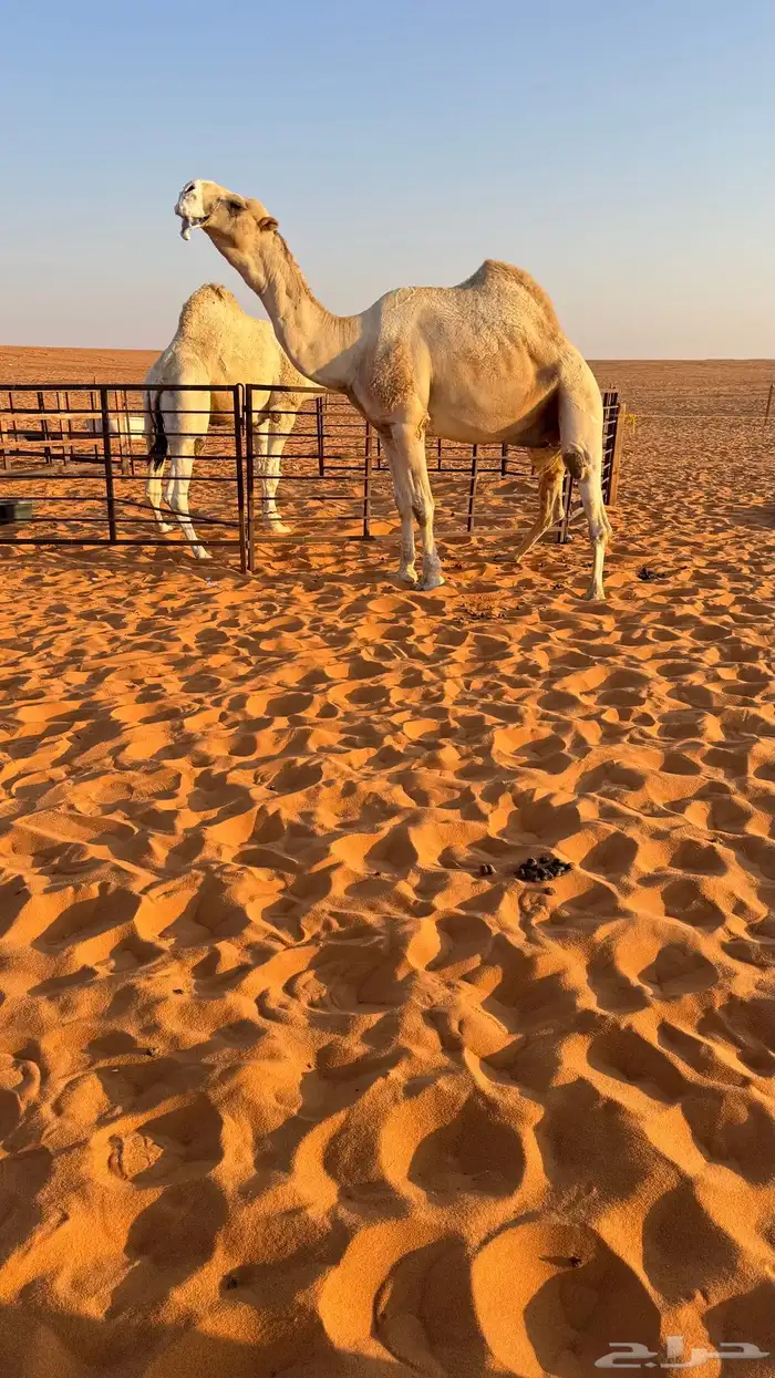 بعير منتج انتاج قوي وانتاجه موجود معه 2