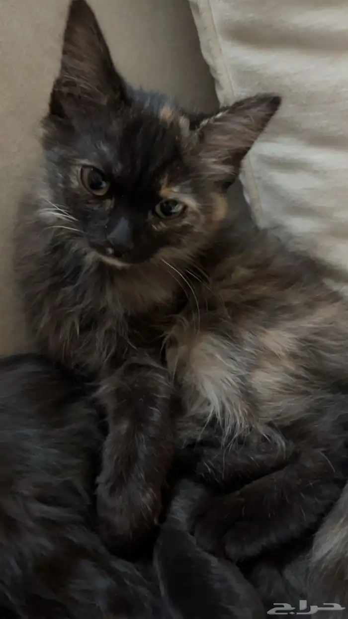 قطط للتبني 3