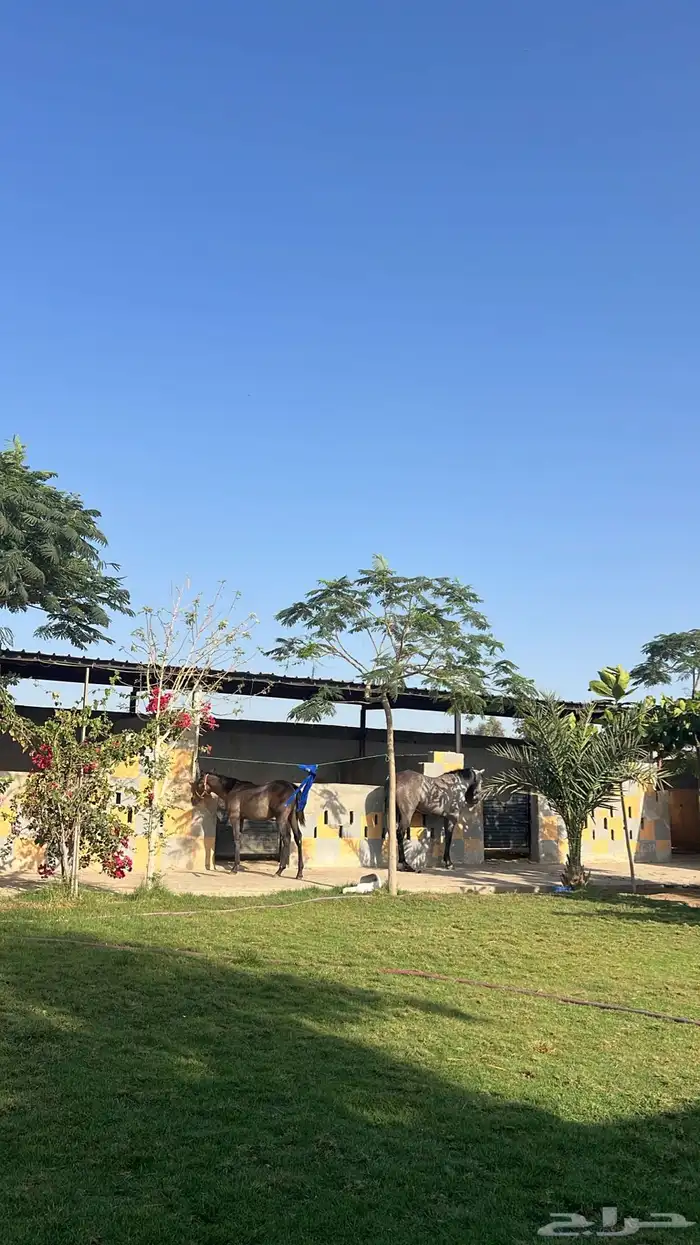 اسطبل ايواء مربط خيل 1