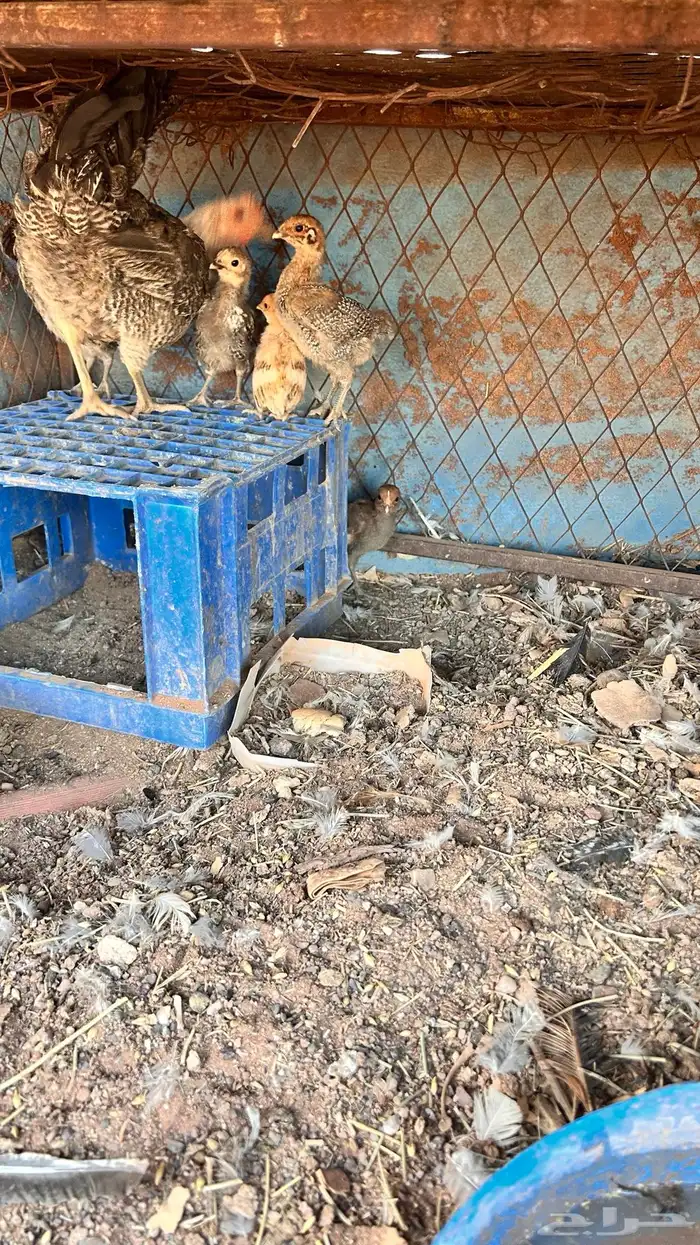 صوص العدد 5 انتاج طبيعي 1