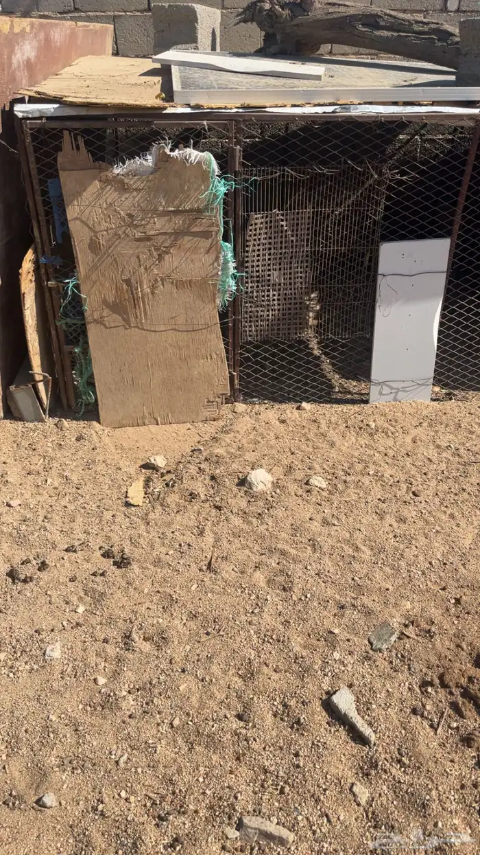 شبوك طيور للبيع 4