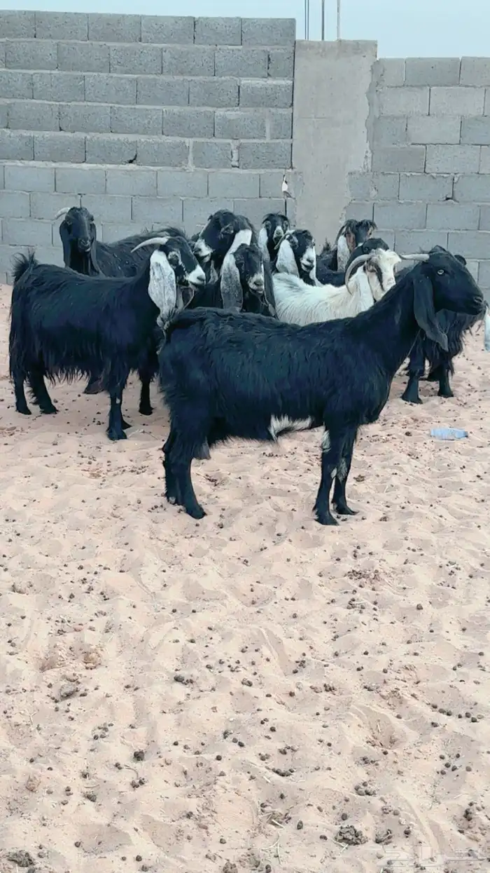 معزا دفيع مقاريب 5