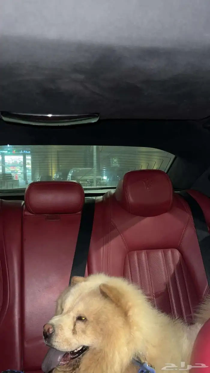 لأبي كلب Chow Chow 4