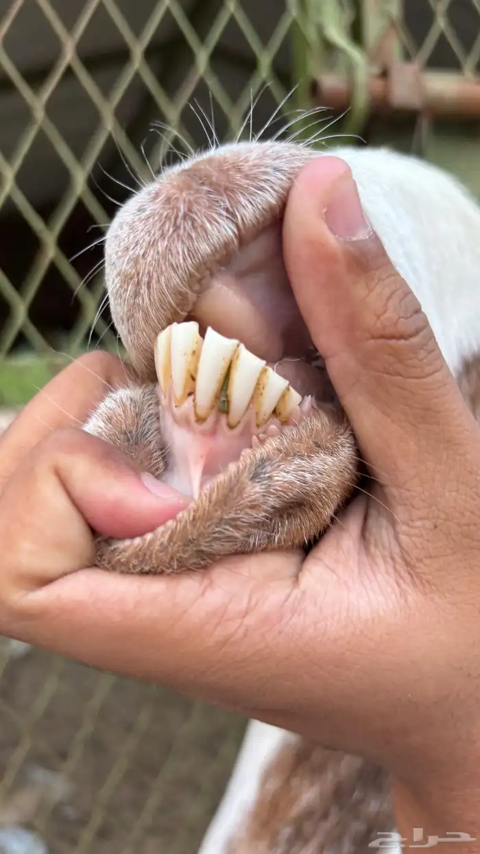 عنز مصريه والد متاومه تحتها 2 تيس وجفره 7