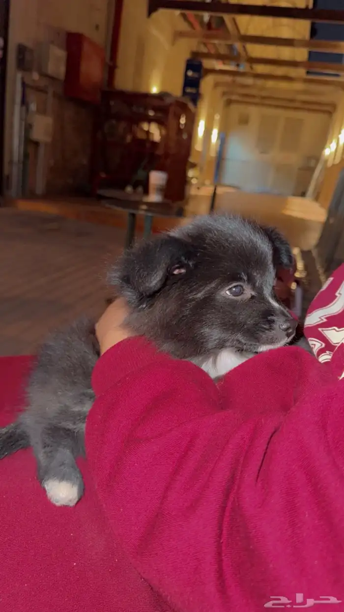 كلب للبيع - شرق الرياض 0