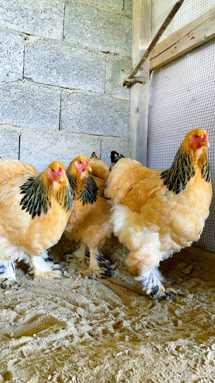 دجاج براهما بوف توب 0