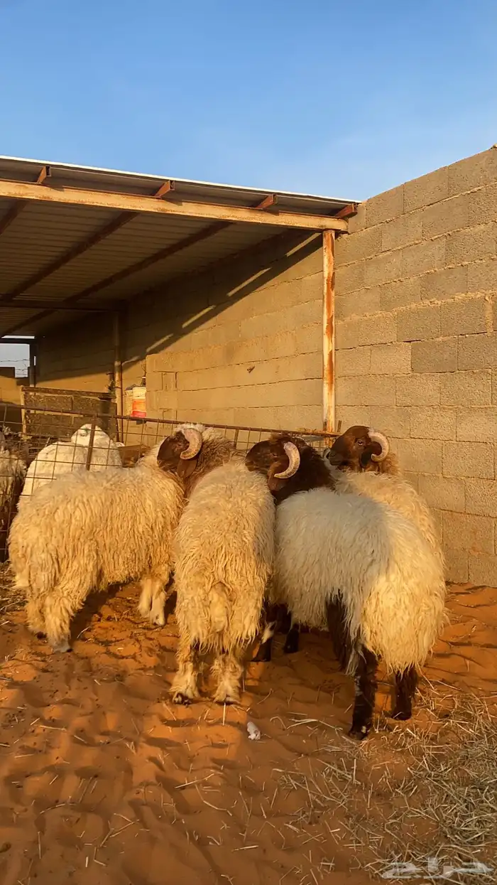 بهم نعيم جبر 2