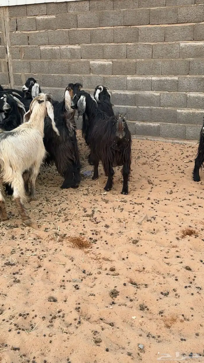 معزا دفيع مقاريب 2