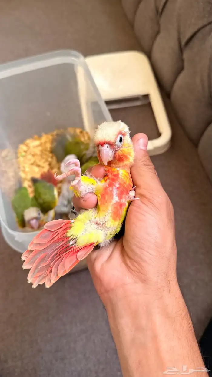 فروخ كنيور هدد داخلي الحق ماشاءالله 0