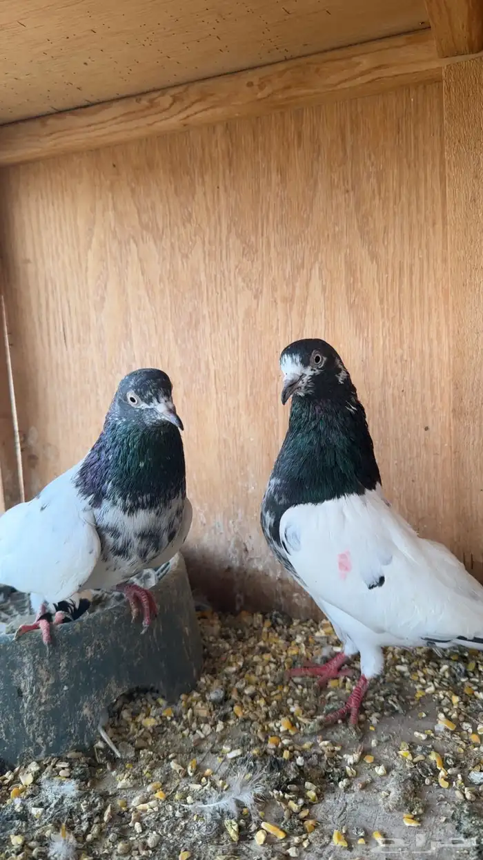 حمام باكستاني 3