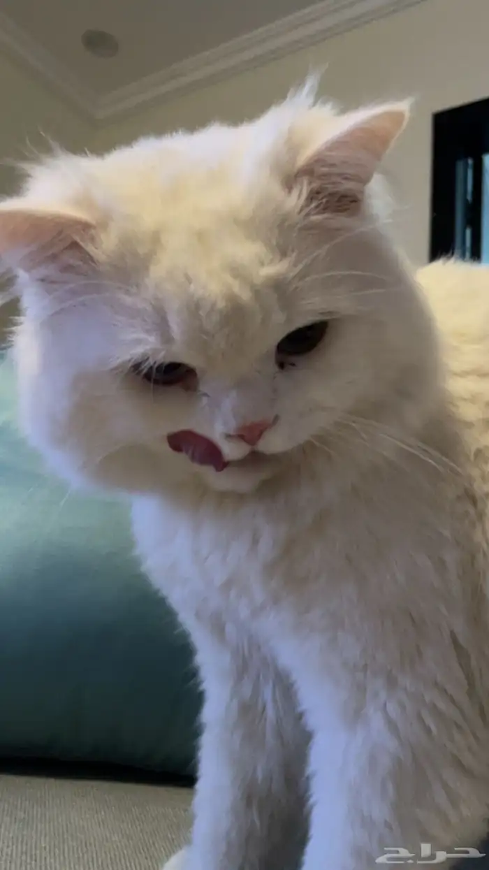 قط ذكر للتزاوج فقط 2