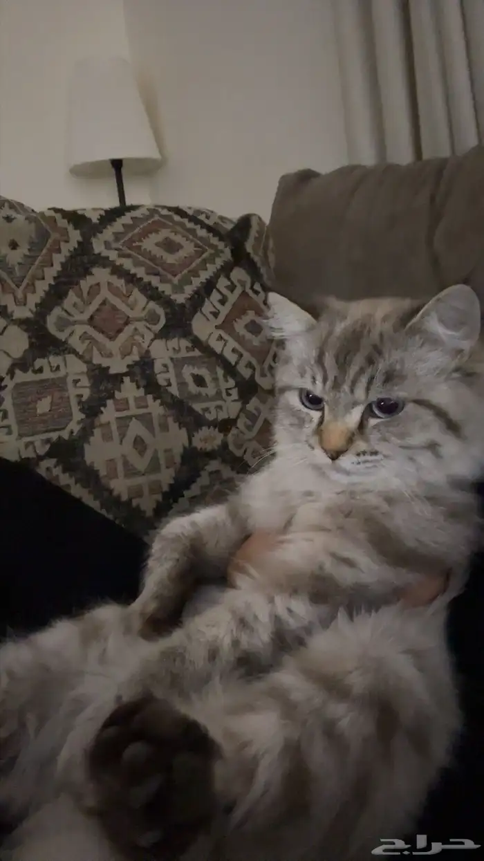 قط ذكر مع اغراضه 0