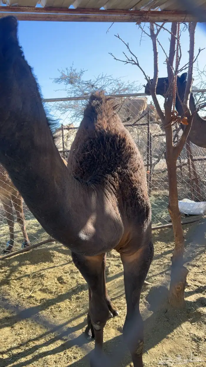 قعود للبيع 2