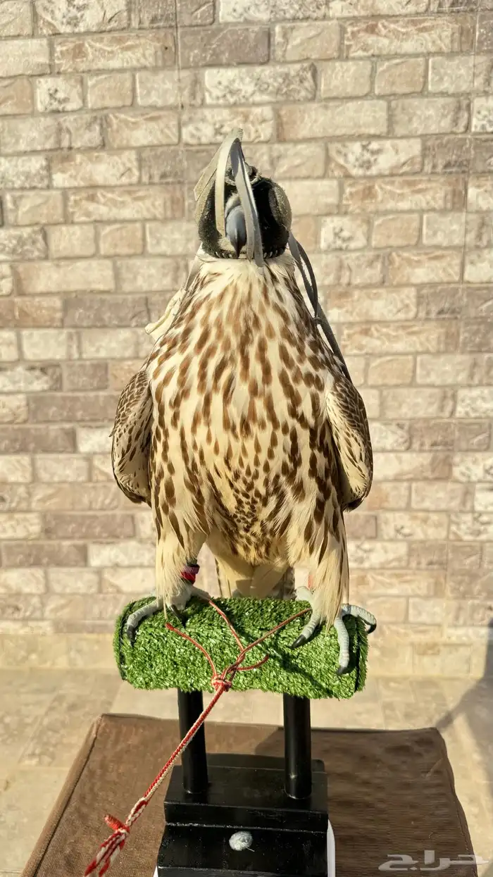 طير حر للبيع 2