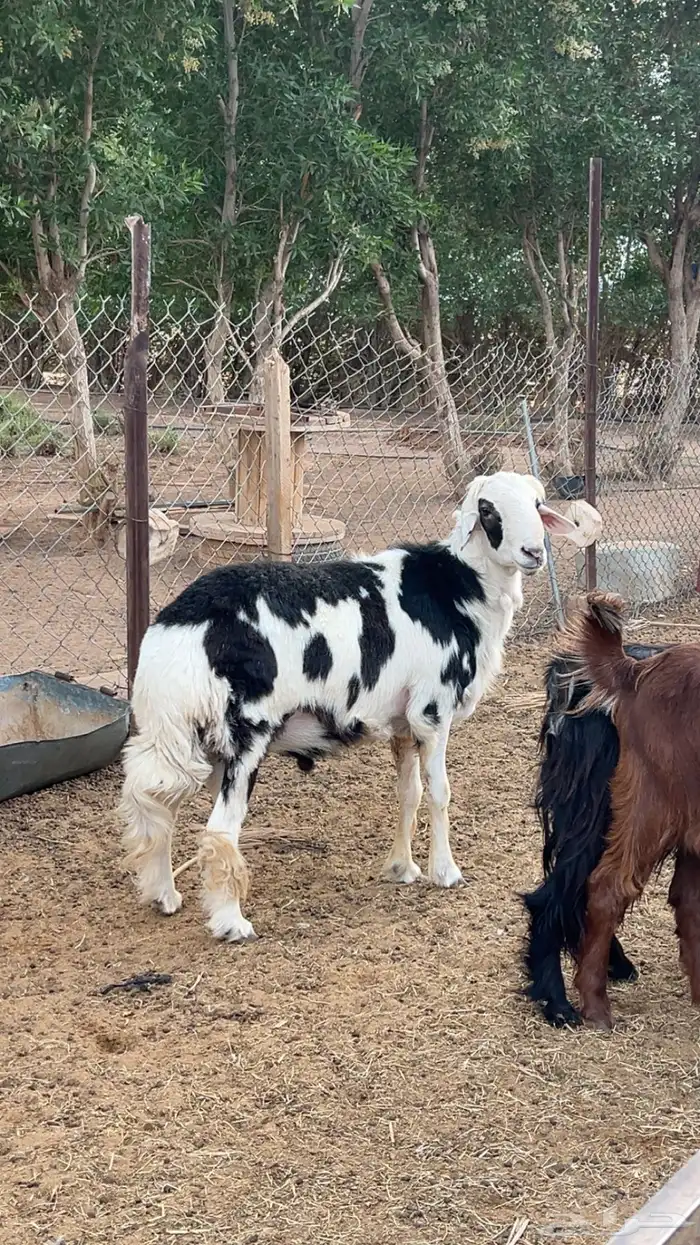 فحل نعيمي فخل نجدي مشروك حري 2