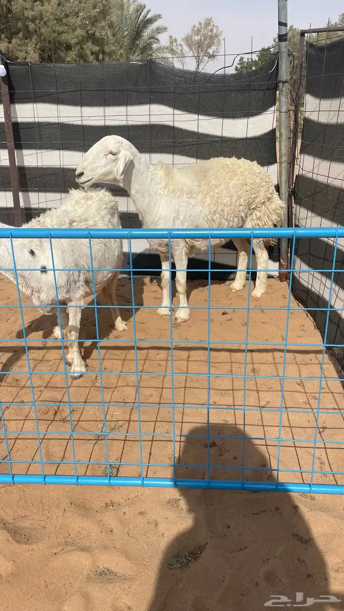 حريات صنف كفوو 0