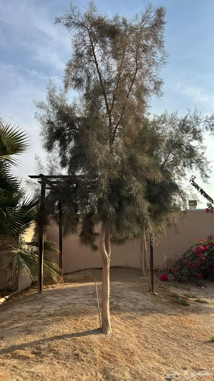 اثل امريكي كبار 4