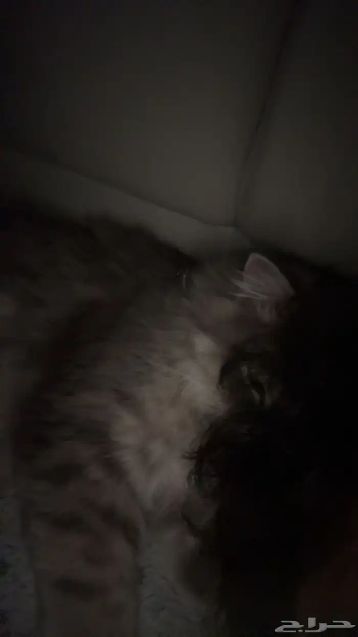 قطوة للتبني 6