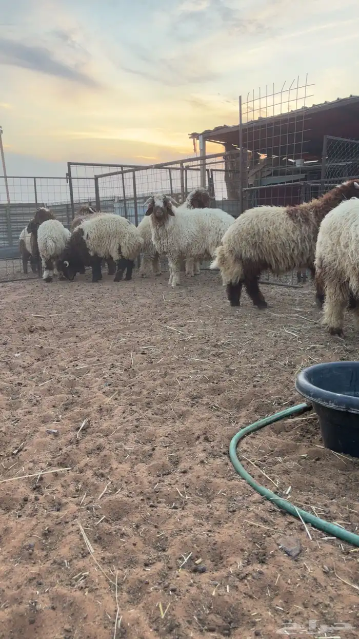 خرفان نعيم وحريات 1