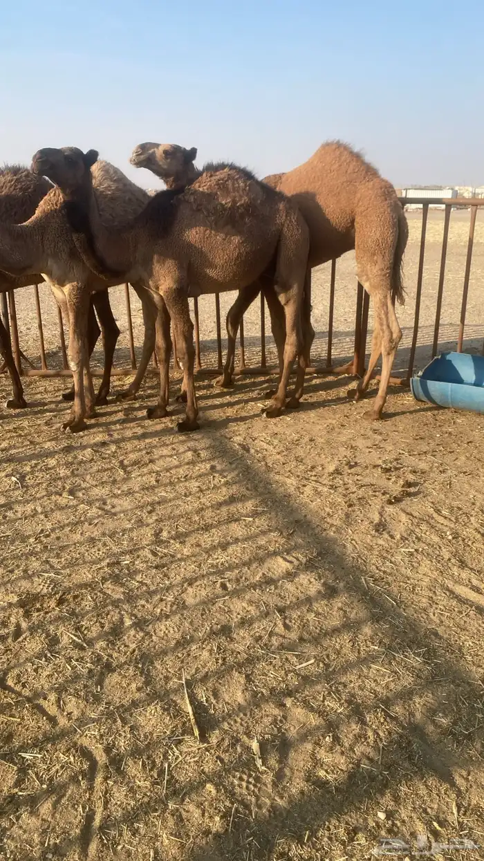 حشو قعدان 4الخفجي تفريد 0