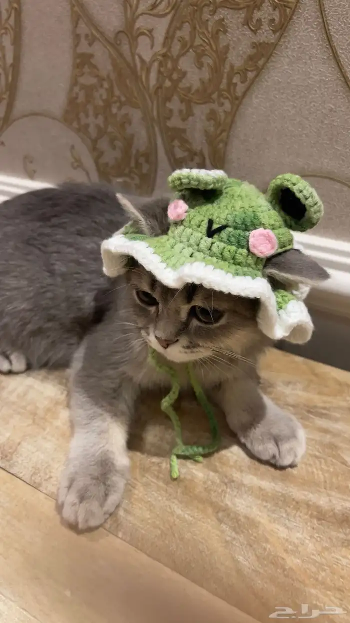 قط ذكر هجين سكوتش و شيرازي للبيع 6