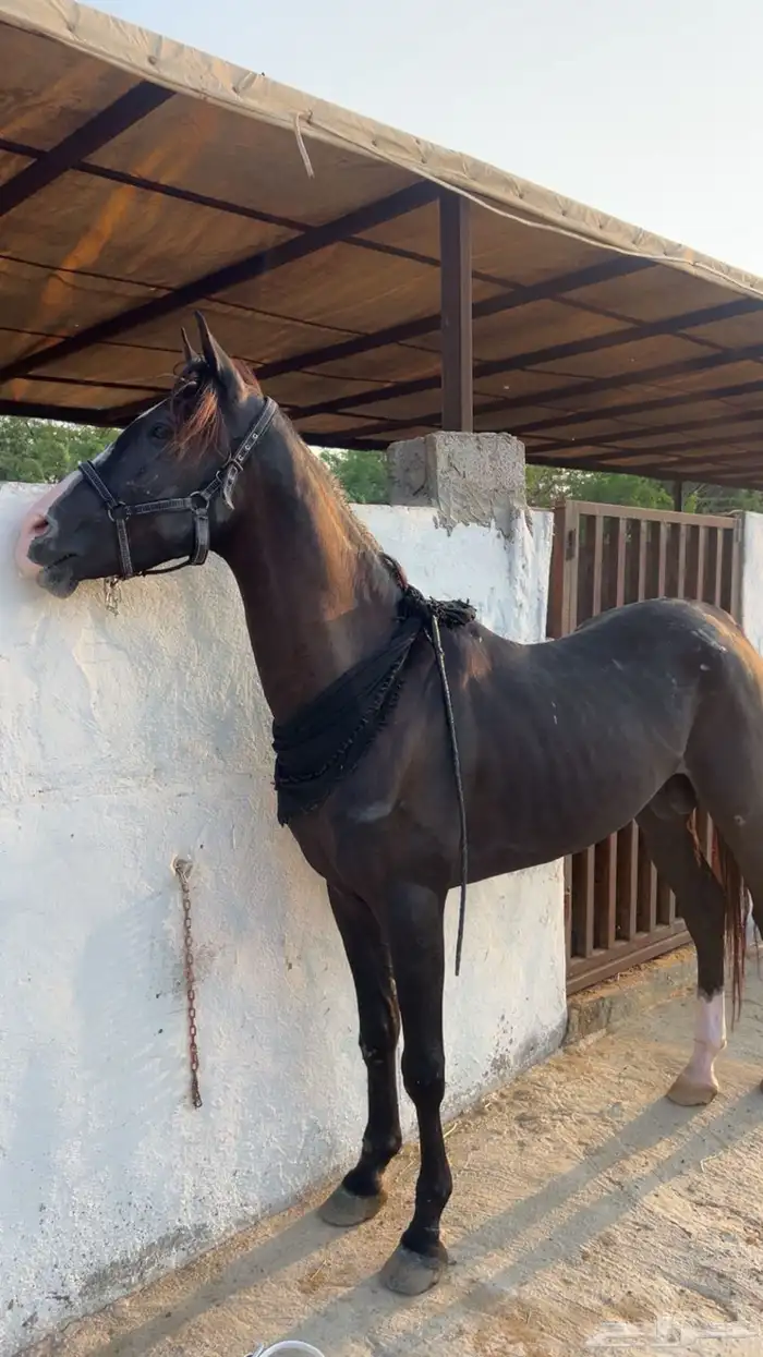خيل شعبي جزيري 0