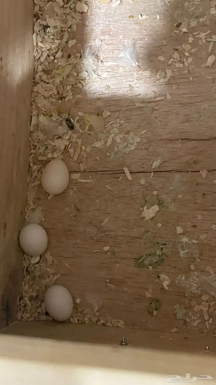 بادجي هوقو و روز البينو للبيع 2