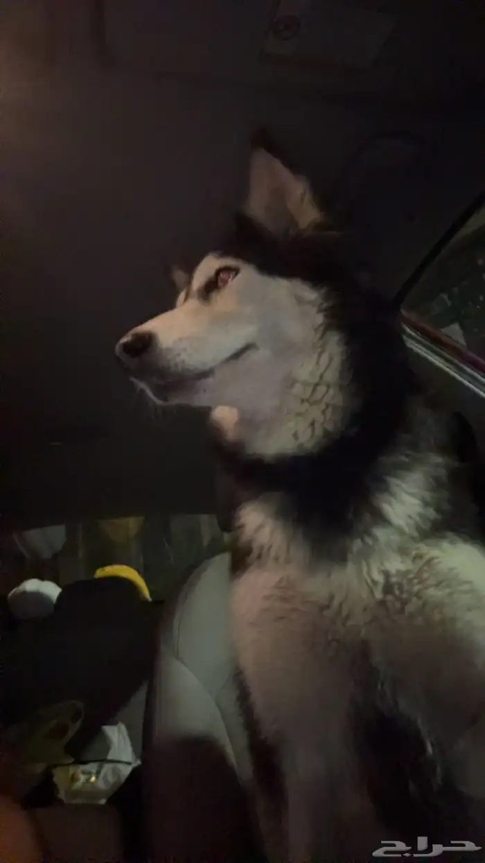 انثى هاسكي 0