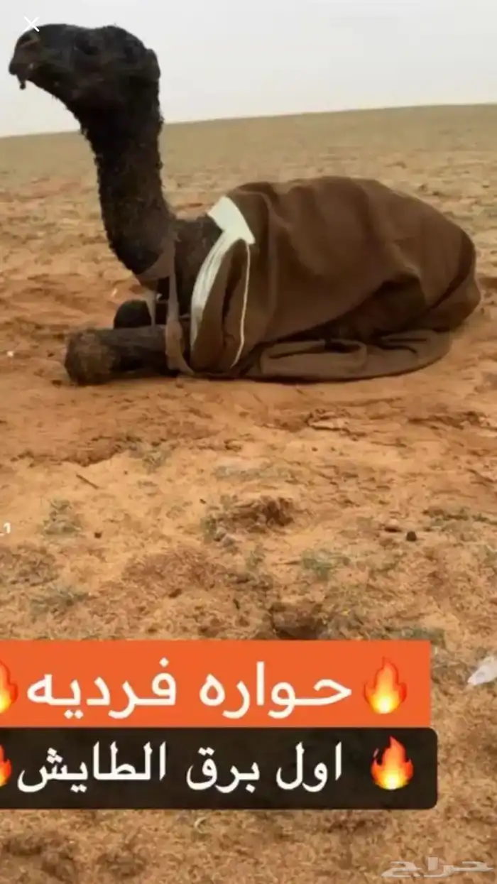 الشعلا الكفوو 4