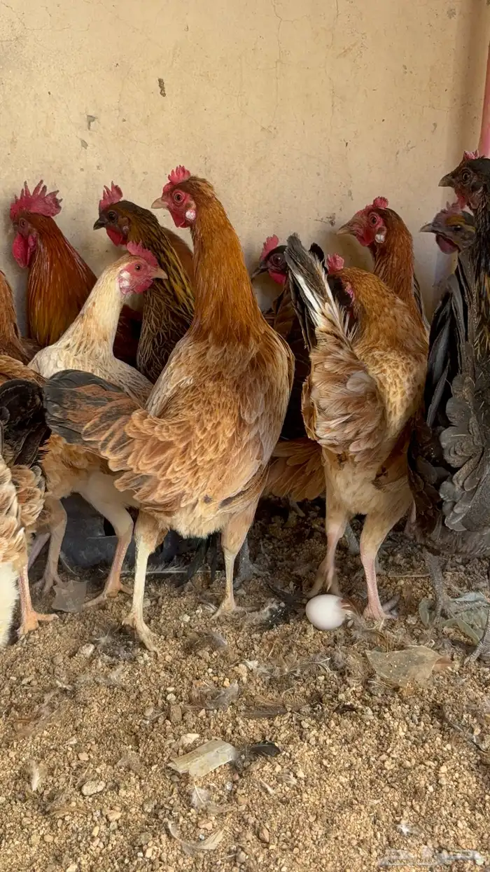 دجاج بياض بلدي اصيل 19