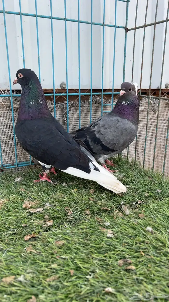 حمام قطيفي 0