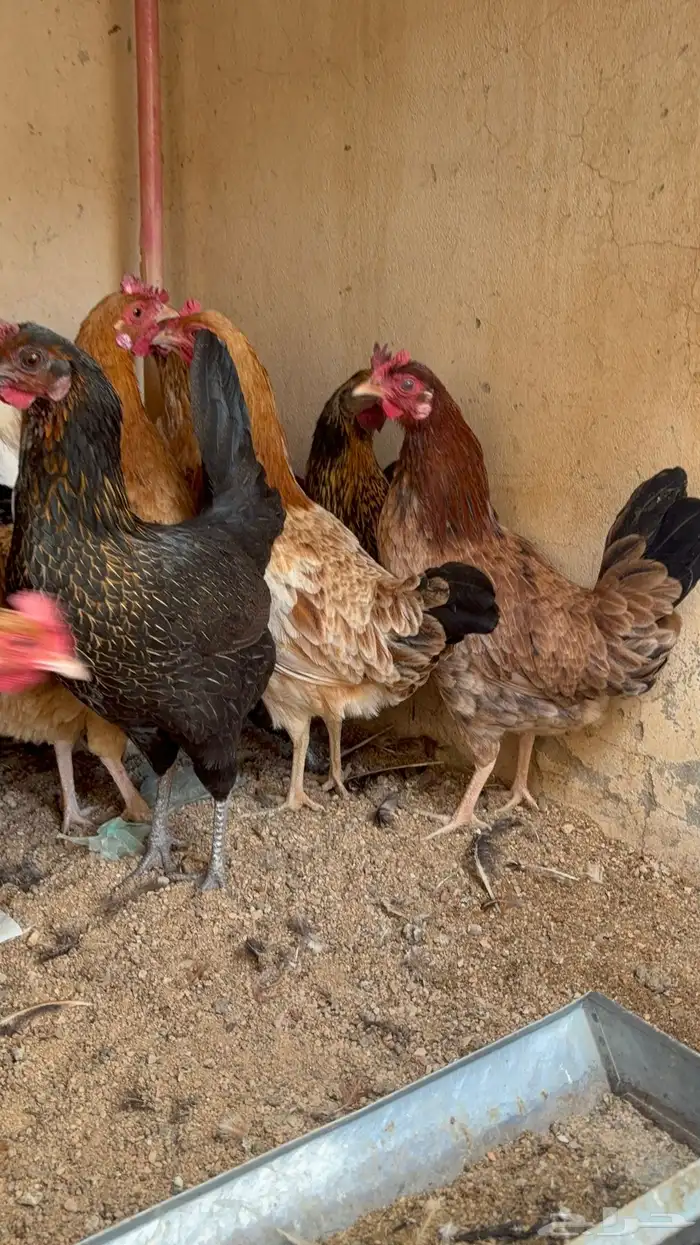 دجاج بياض بلدي اصيل 41