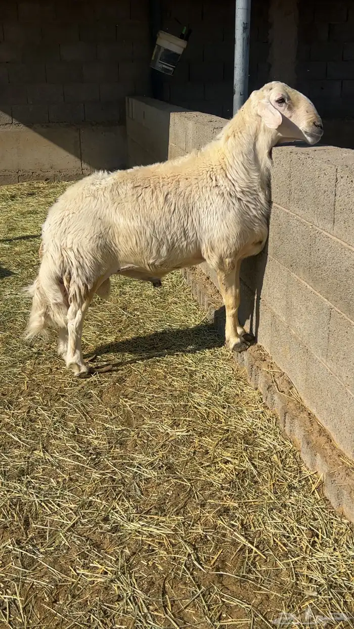 فحل اصفر ع الشرط يضرب 2