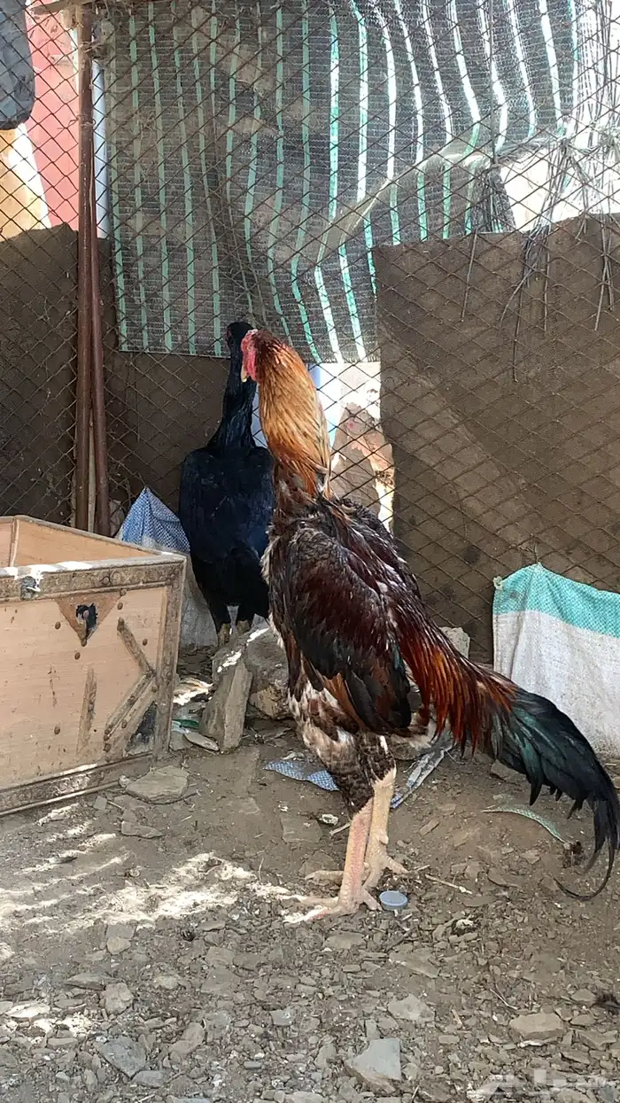 دجاج شامو الماني وياباني 3