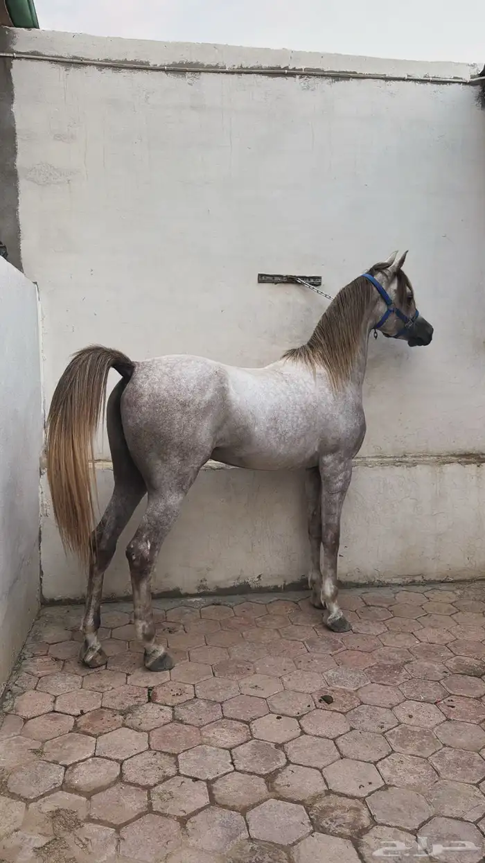 حصان سوبر بورق 1